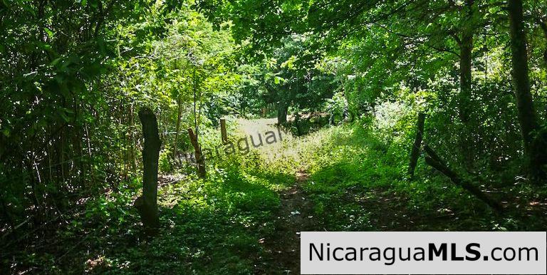 Heavily Wooded 9 Manzana Property with Ocean Views - Image 8