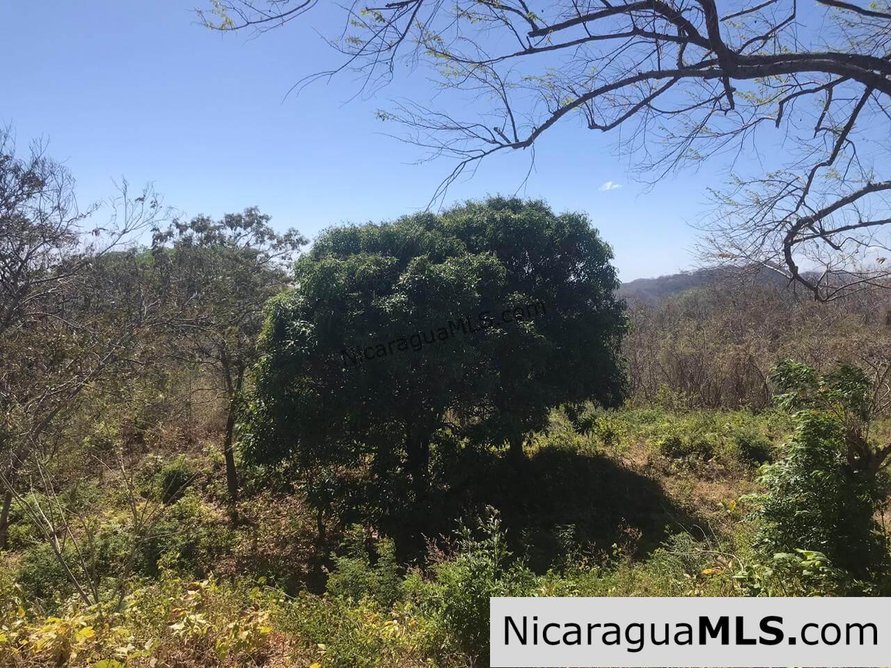 SALE PENDING - 3 Lots for sale in Rancho El Papayal, San Juan del Sur. Panoramic views - Image 9