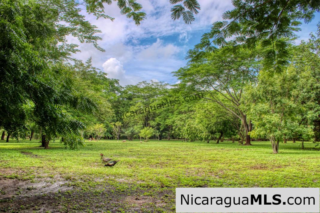Beautiful Park Setting 4.5 Acres on Road to Maderas