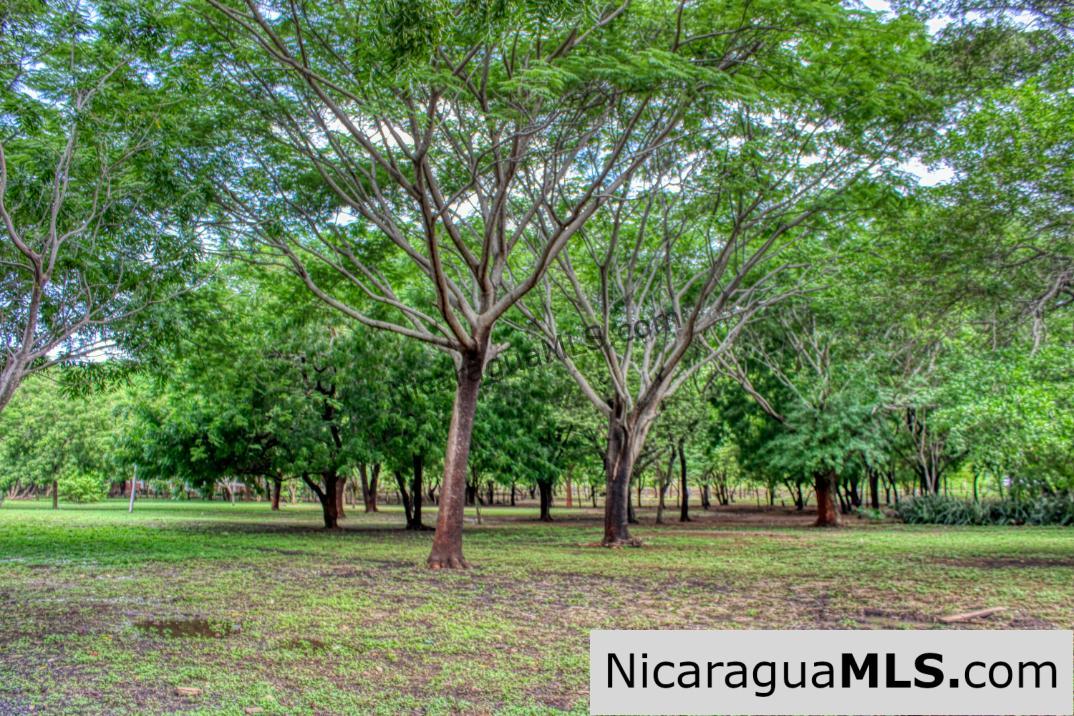 Beautiful Park Setting 4.5 Acres on Road to Maderas - Image 11