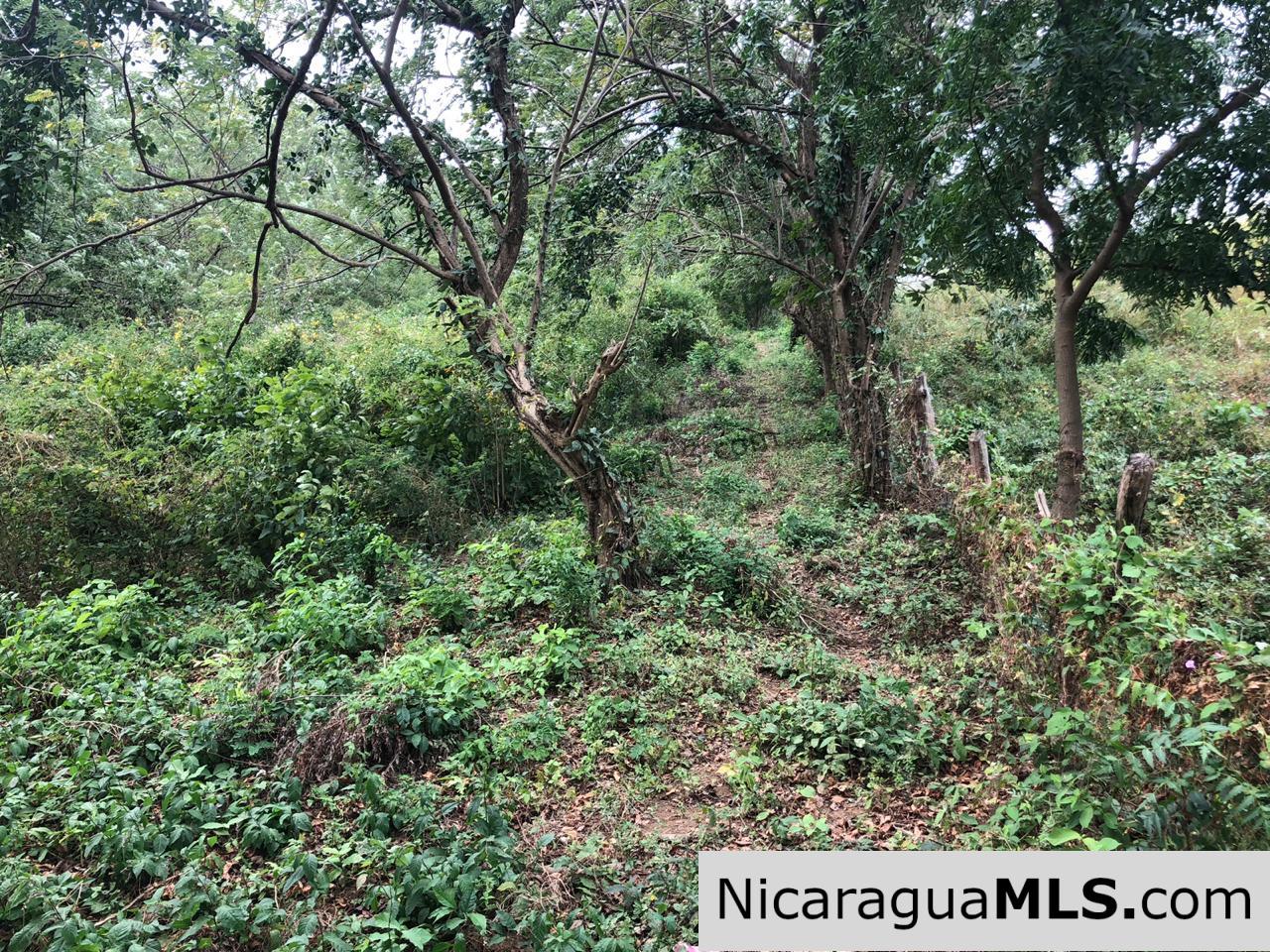 Playa Maderas Bargain 3.1 Acre Property - Image 3