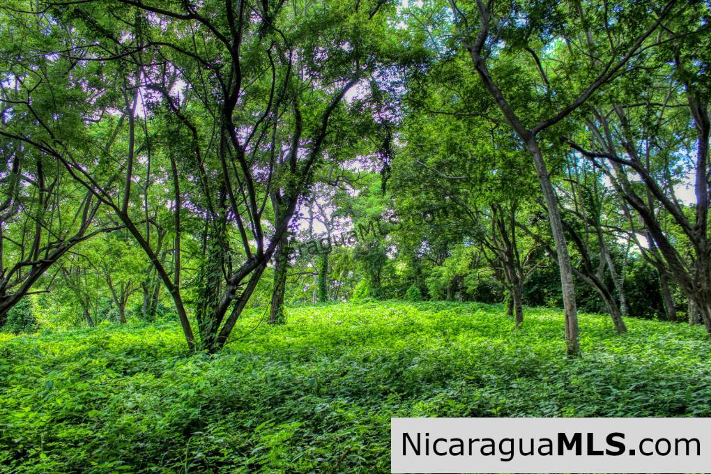 UNDER CONTRACT - Nestled in the trees minutes to beaches Rancho Papayal Lot 79 - Image 11