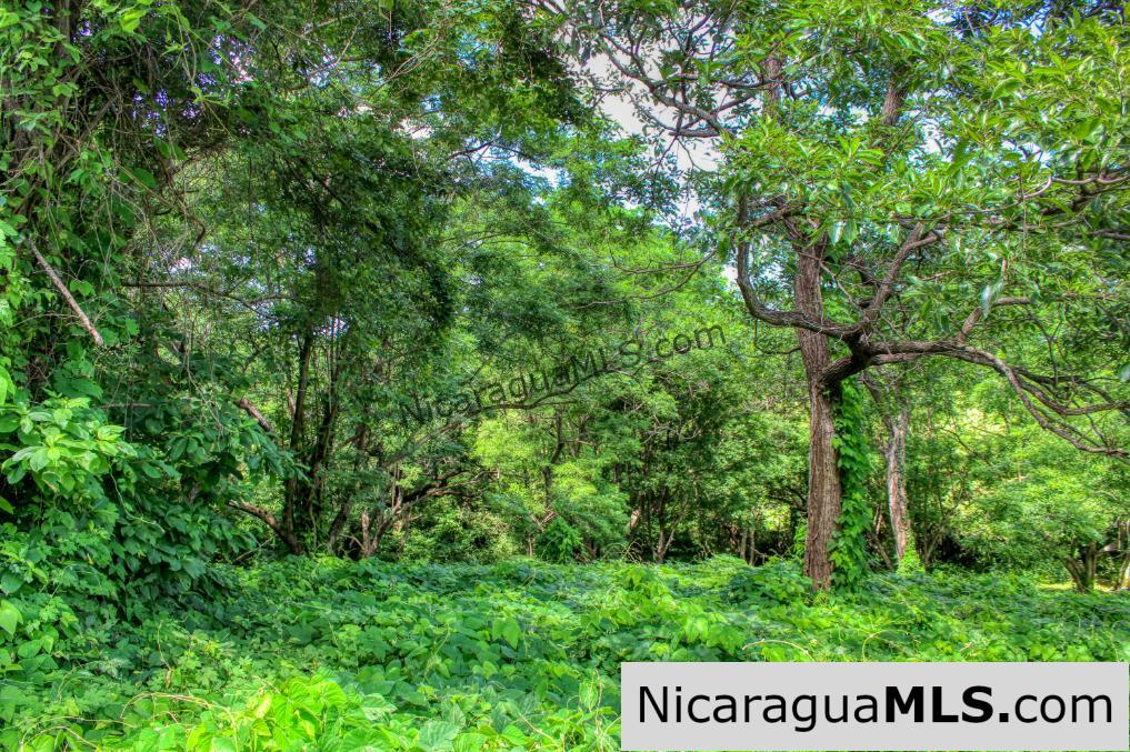 UNDER CONTRACT - Nestled in the trees minutes to beaches Rancho Papayal Lot 79 - Image 4
