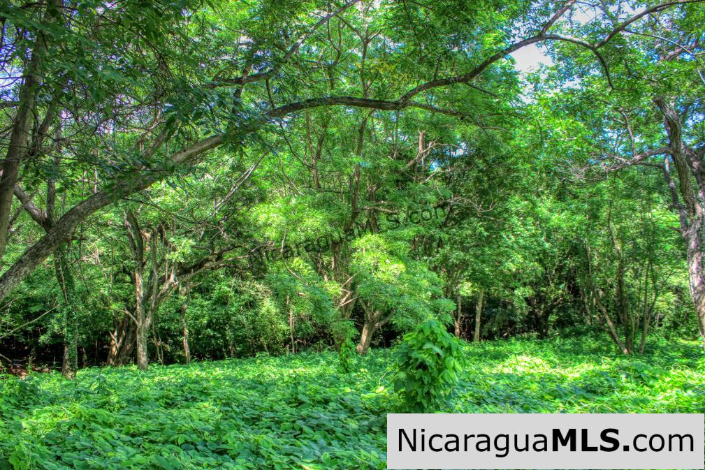 UNDER CONTRACT - Nestled in the trees minutes to beaches Rancho Papayal Lot 79 - Image 5