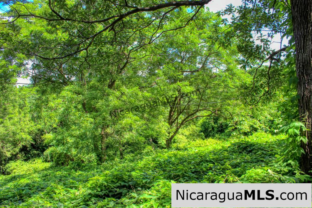 UNDER CONTRACT - Nestled in the trees minutes to beaches Rancho Papayal Lot 79 - Image 6