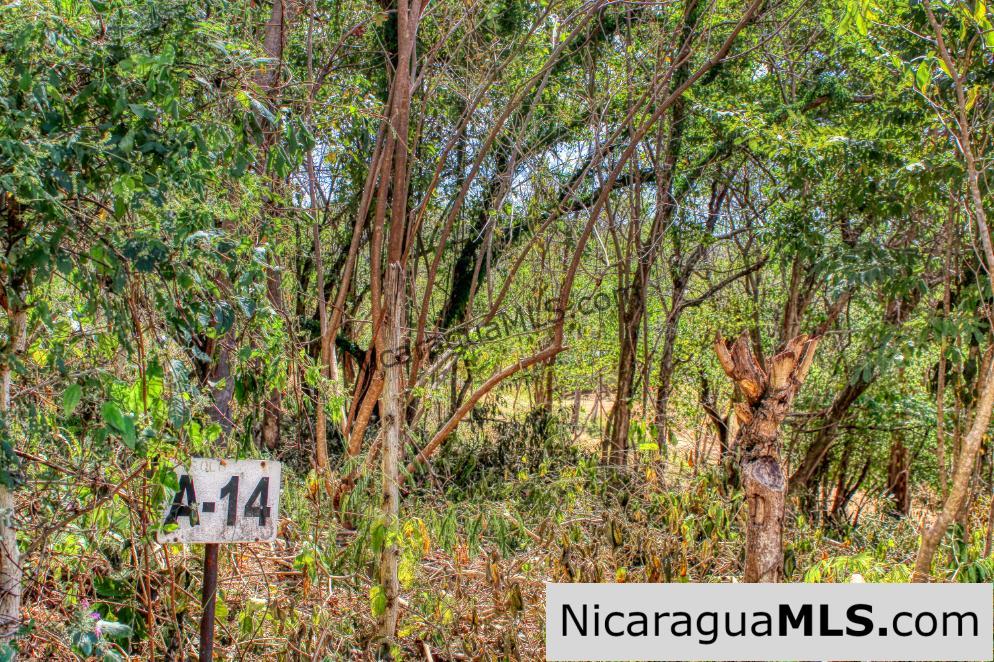 SOLD - Half Acre Lot Luxury Life Development Tree Casa FIRE SALE - Image 2