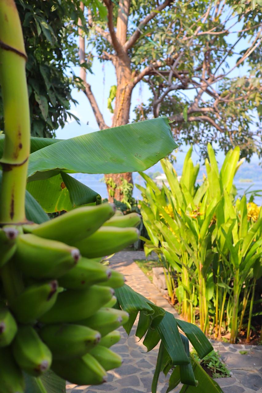 Own a Private Island with a Treehouse Boutique Lodge - Image 24