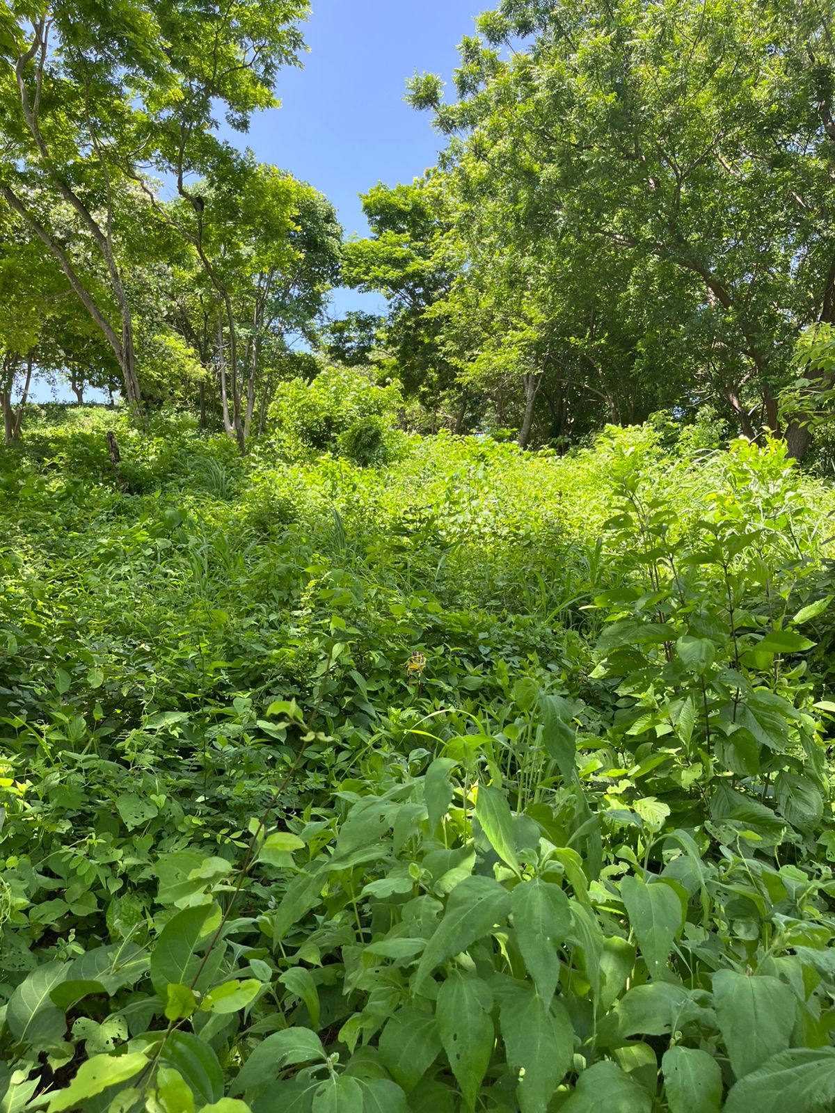 Oceanview Lot Just 5 Minutes from Town at Brisas del Pacifico, San Juan del Sur San Juan del Sur, Rivas, Nicaragua - Image 25