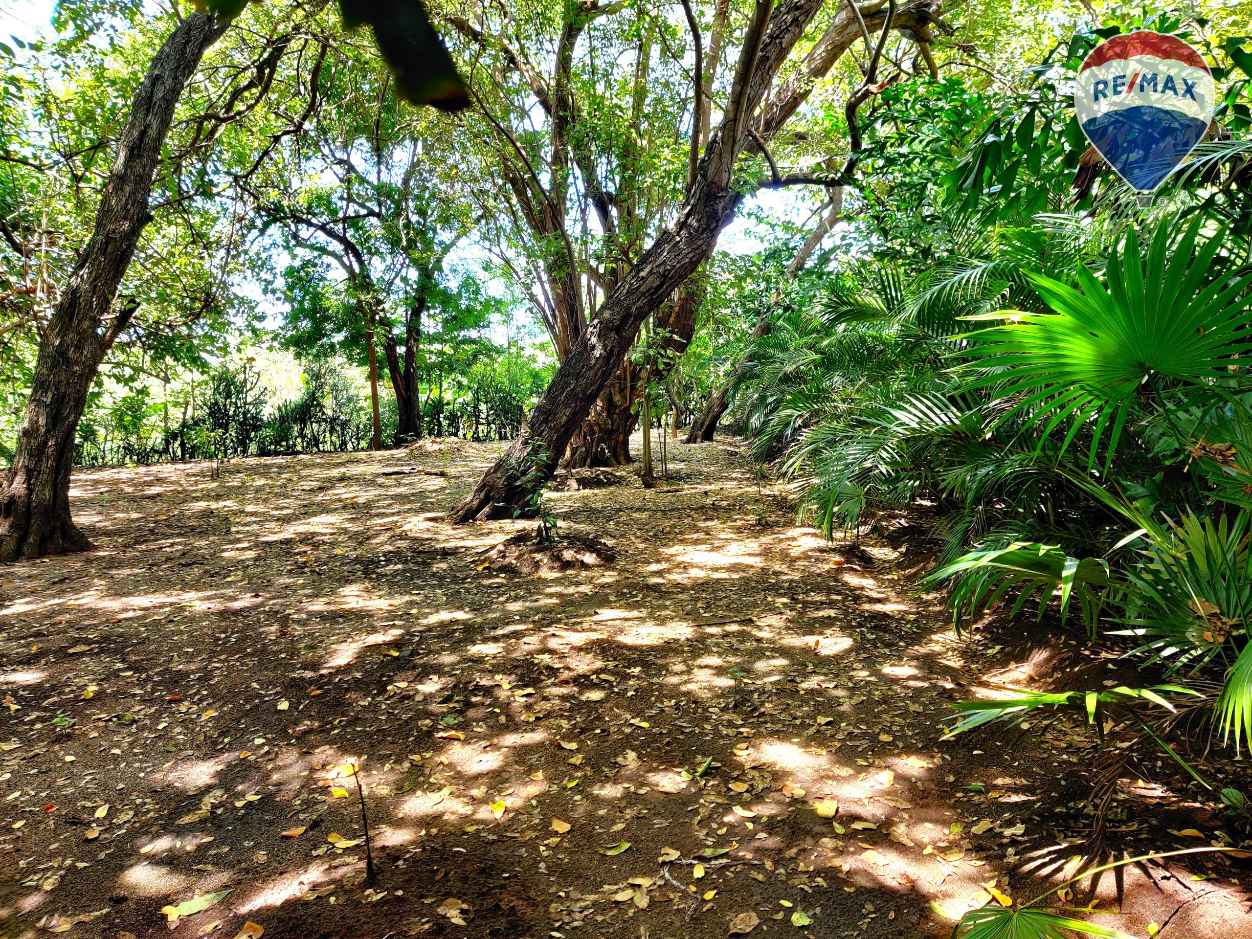 Five Beach Lots For Sale as a Single Package! - Image 21