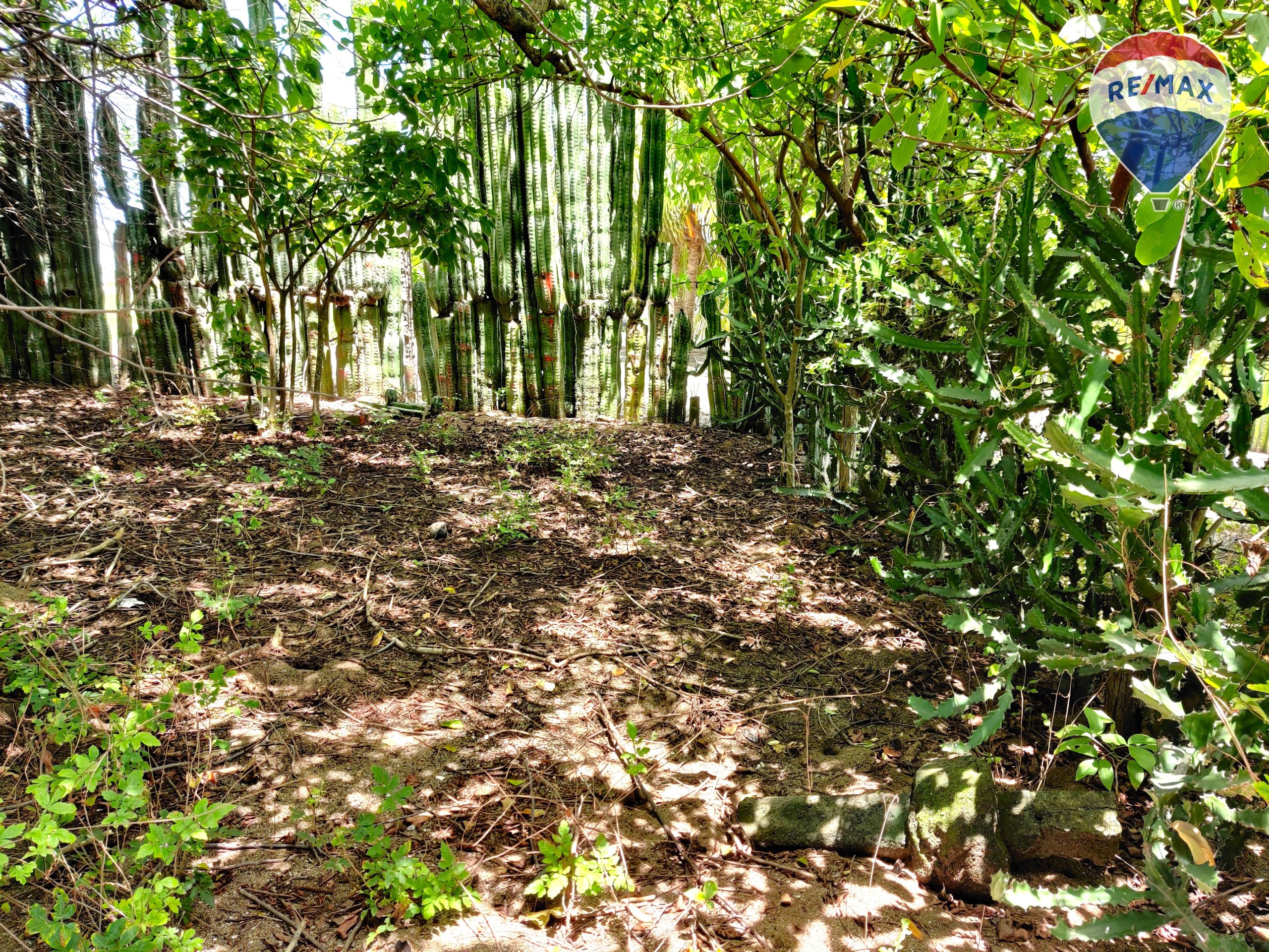 Five Beach Lots For Sale as a Single Package! - Image 9
