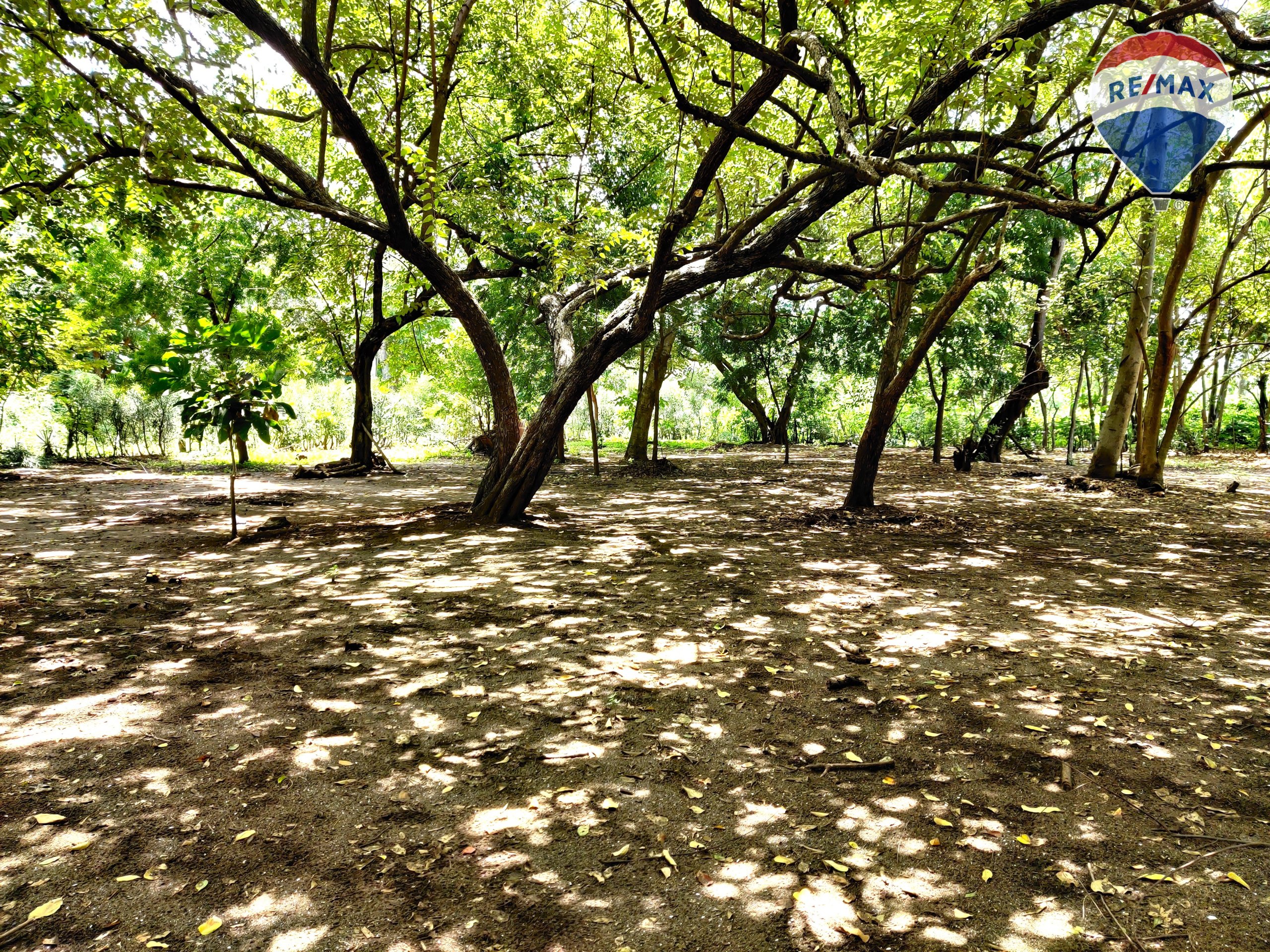 Five Beach Lots For Sale as a Single Package! - Image 32