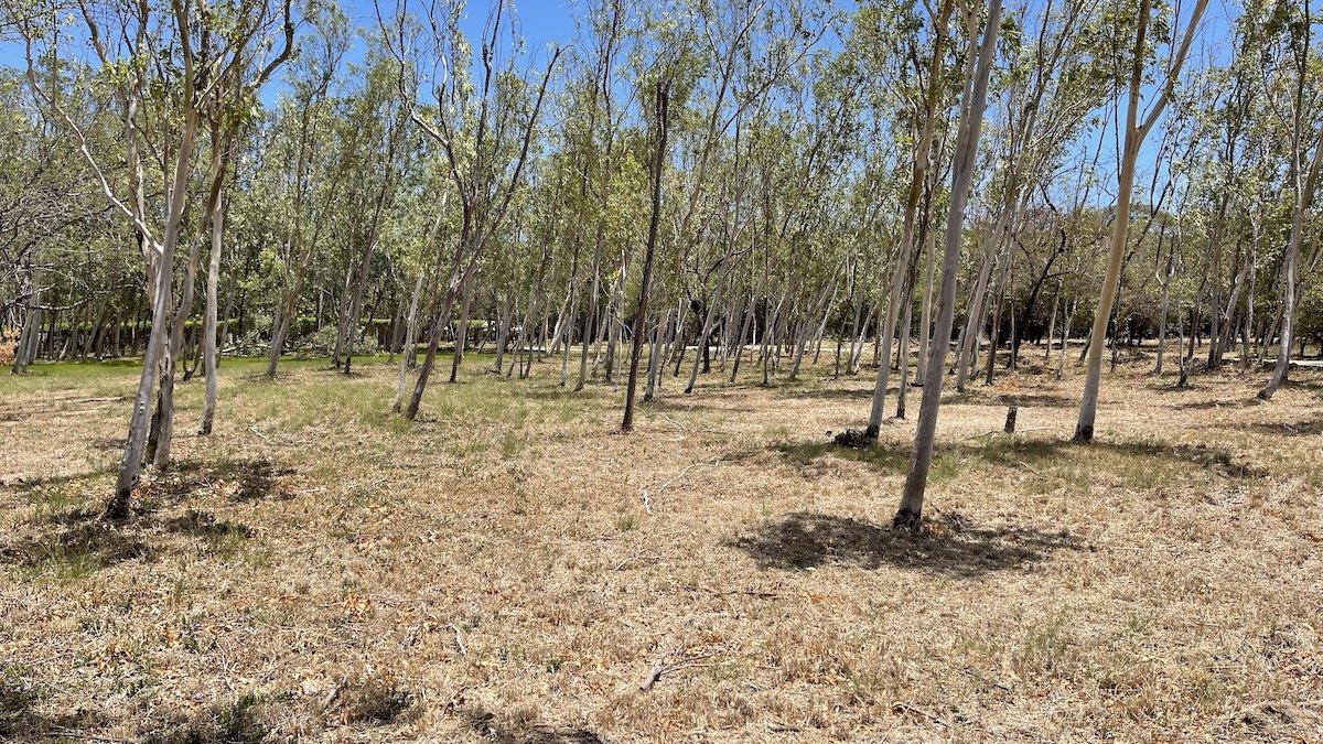 Enormous Golf Course Lot Steps from the Beach & Surf - Image 8