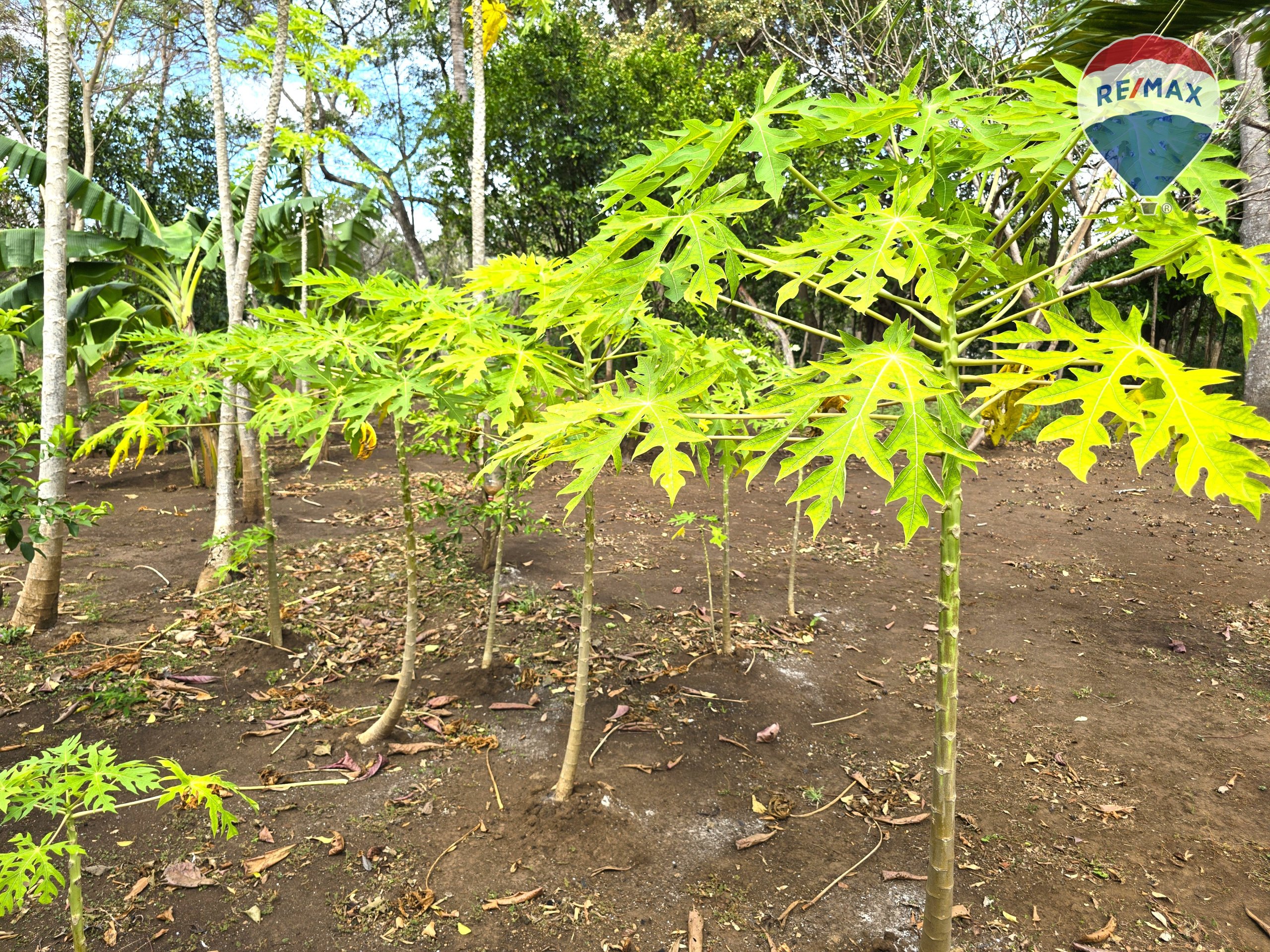 Hermosa Finca de 8 Manzanas cerca del Volcán Mombacho - Image 56