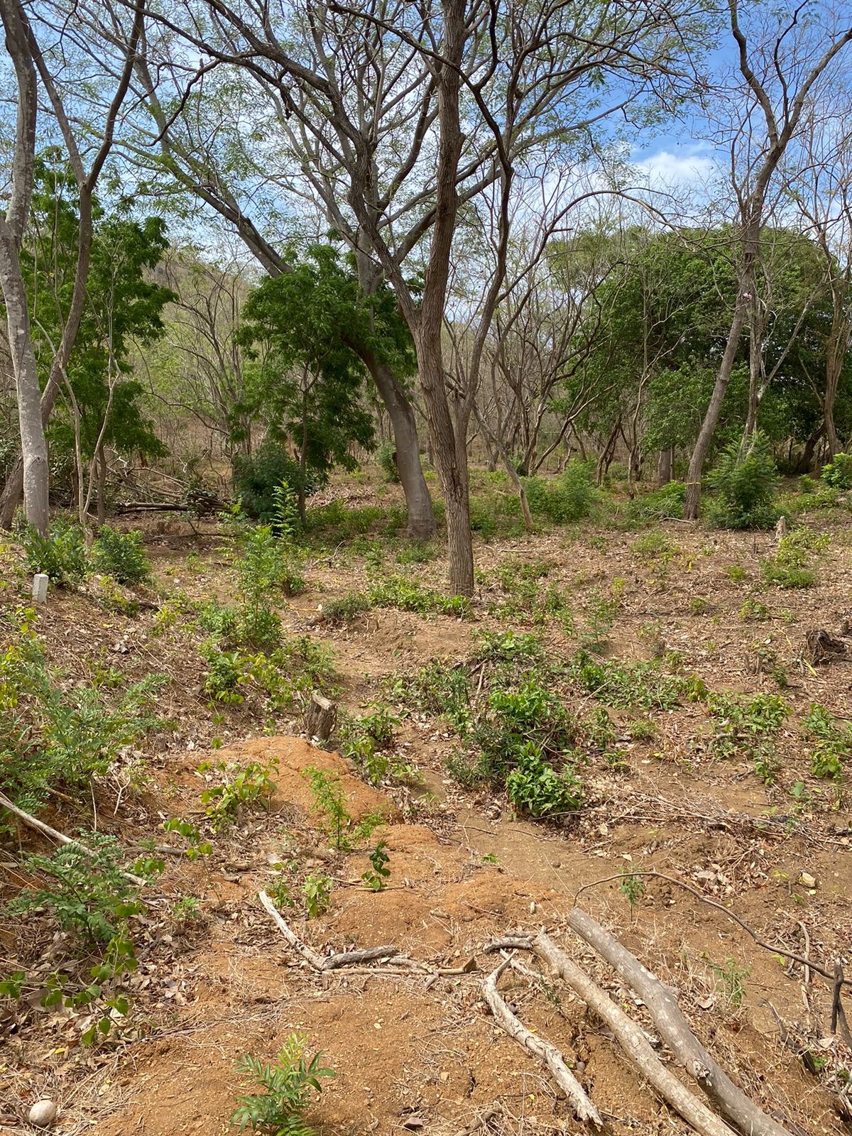 Exceptional and Spacious 2 Acre Lot near Playa Remanso - Image 2